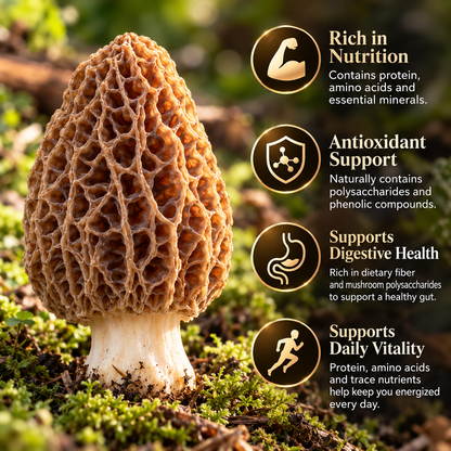 Himalayan Wild Morel Mushrooms — Hand-Picked, Rich & Aromatic-Hugh