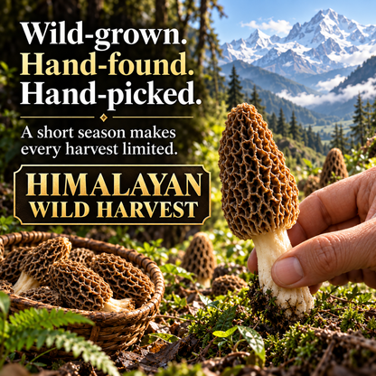 Himalayan Wild Morel Mushrooms — Hand-Picked, Rich & Aromatic-Hugh
